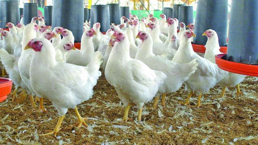 Solicitan impedir pollera en Imbert