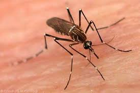 Denuncian enjambre de mosquito afecta varios sectores de Puerto Plata.