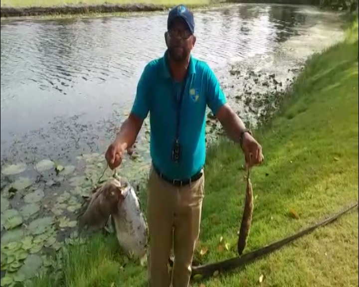 Encuentran decenas de peces muertos laguna de Playa Dorada.