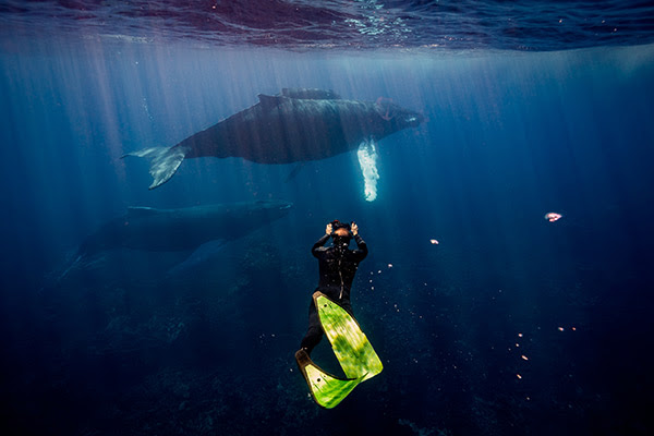 Más de 20 millones de espectadores viven experiencia de las ballenas jorobadas en “Good Morning América”