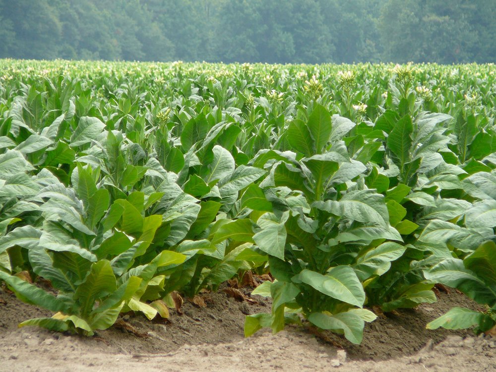 MICM Anuncia relanzamiento industria del tabaco.