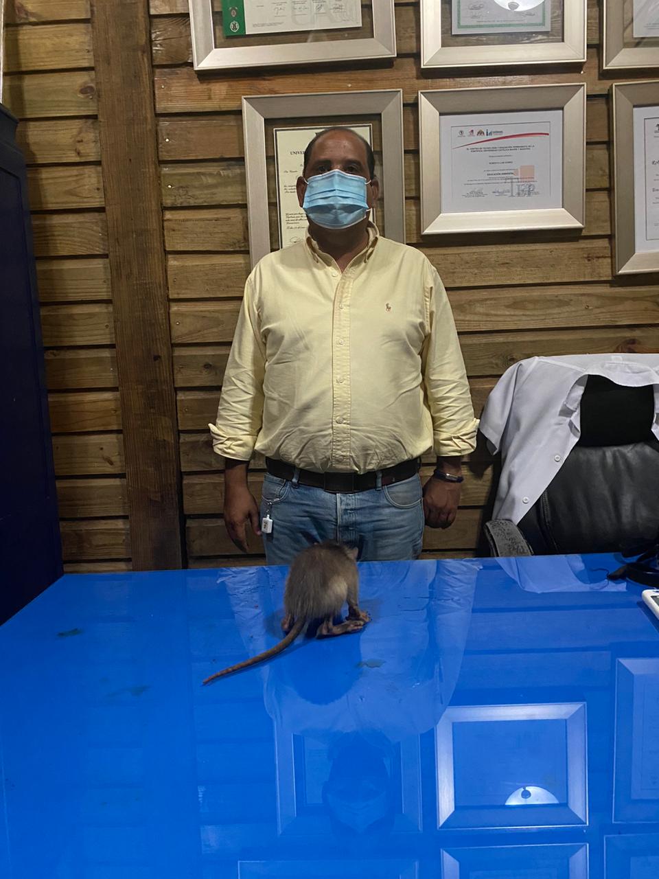 Medio Ambiente rescata Solenodonte, especie en peligro de extensión