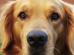 Hoy inicia jornada de vacunación a perros y gatos