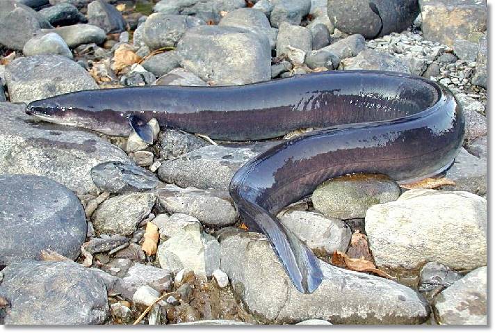 Asociación de Pescadores de Anguilas de Villa Isabela realizan marcha