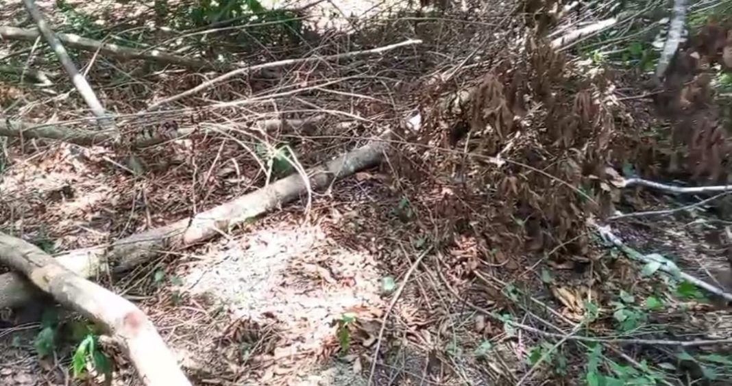 Investigan tumba de arboles cerca rio Eslabón en Sabaneta de Yásica
