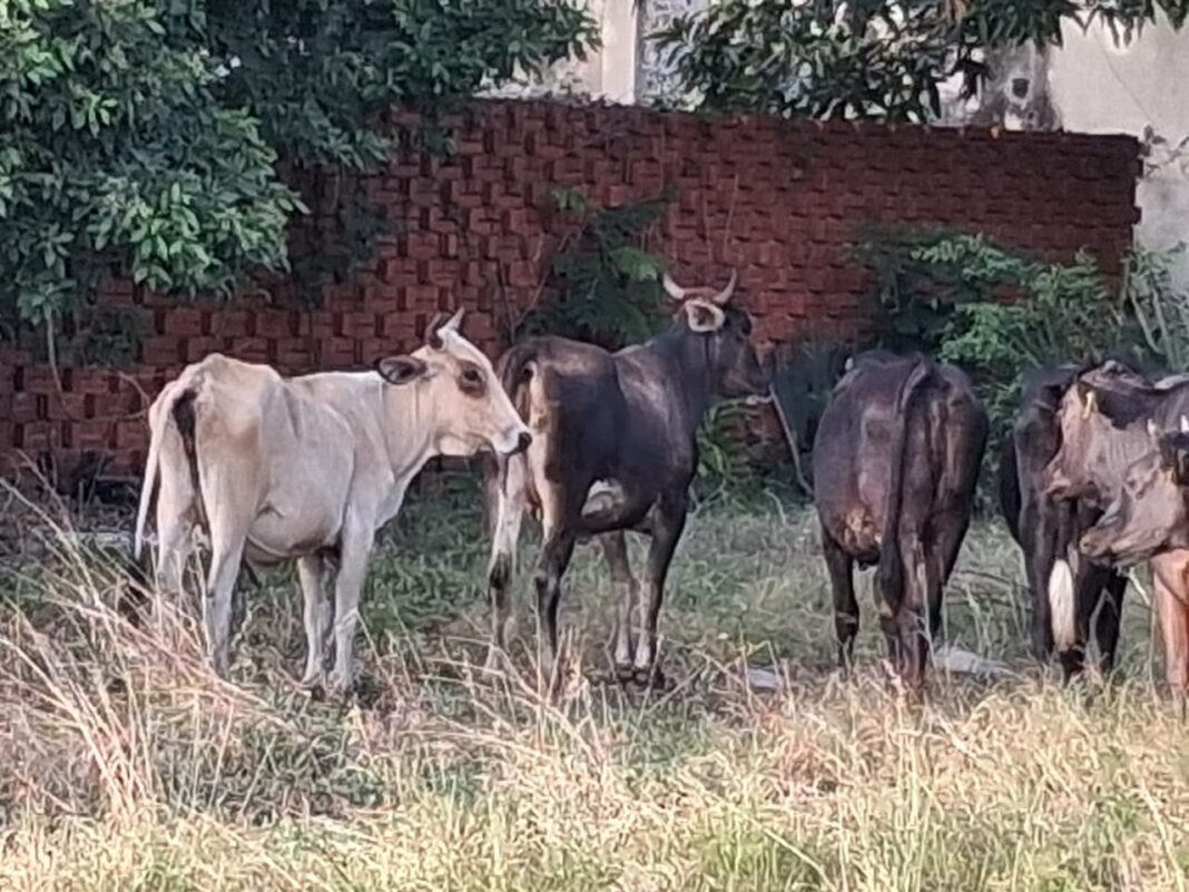 Ayuntamiento de Puerto Plata reactiva operativo para retirar animales de las vías públicas